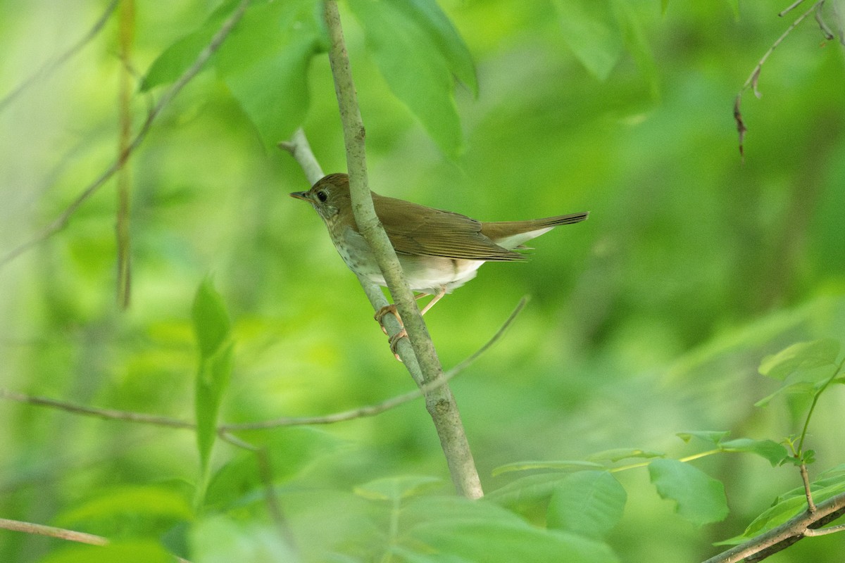 Veery - ML570463541