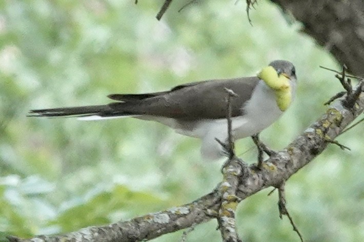 Yellow-billed Cuckoo - ML570463711