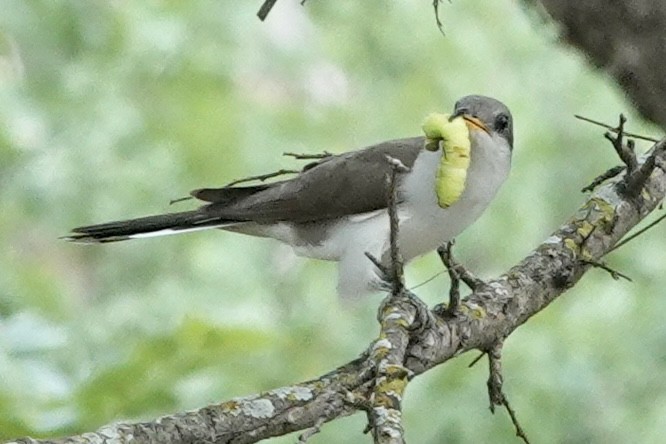 Yellow-billed Cuckoo - ML570463731
