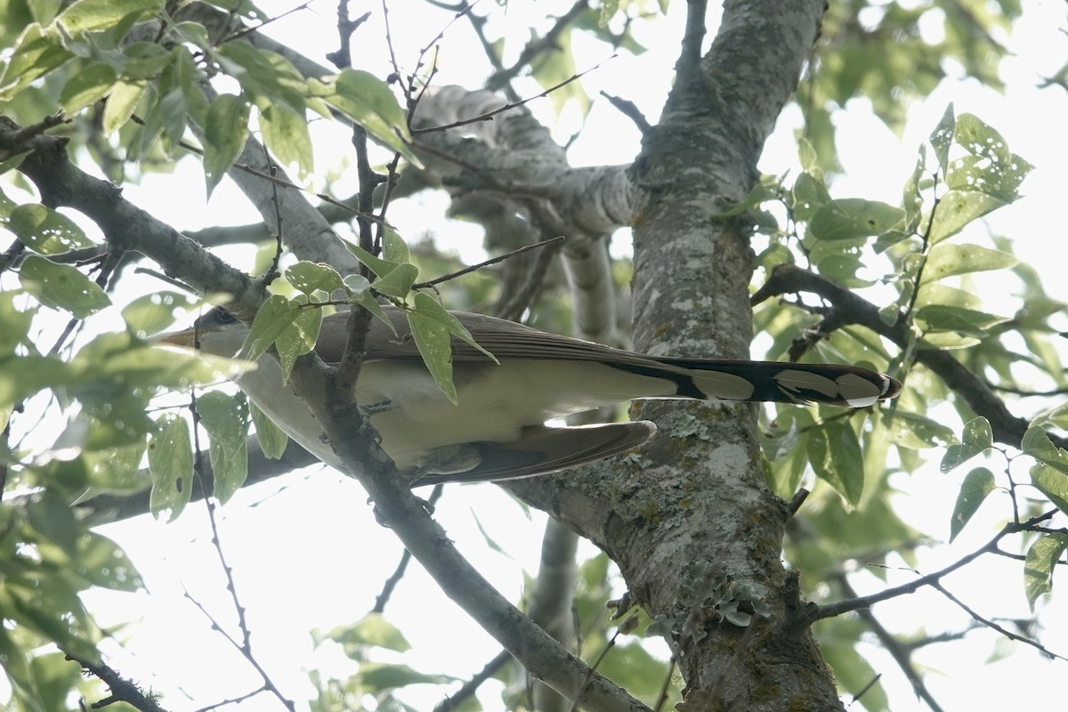 Yellow-billed Cuckoo - ML570463741