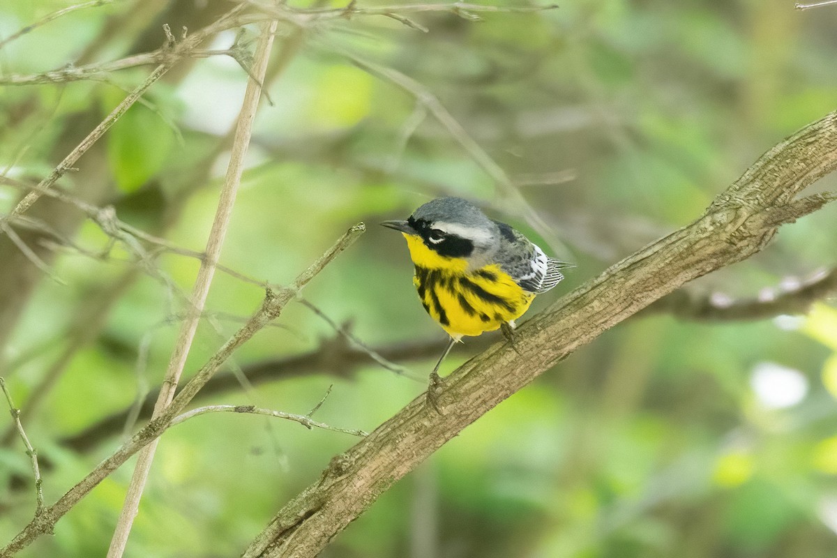 Magnolia Warbler - ML570463911