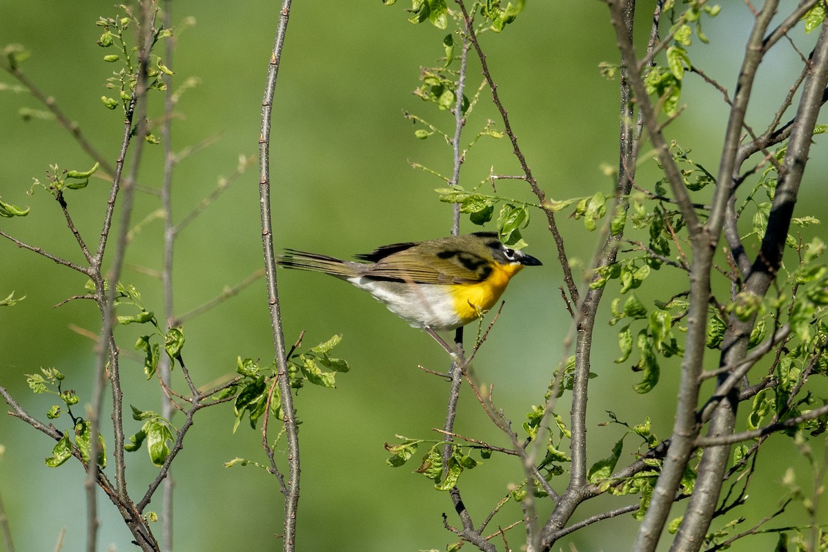 Yellow-breasted Chat - ML570463951