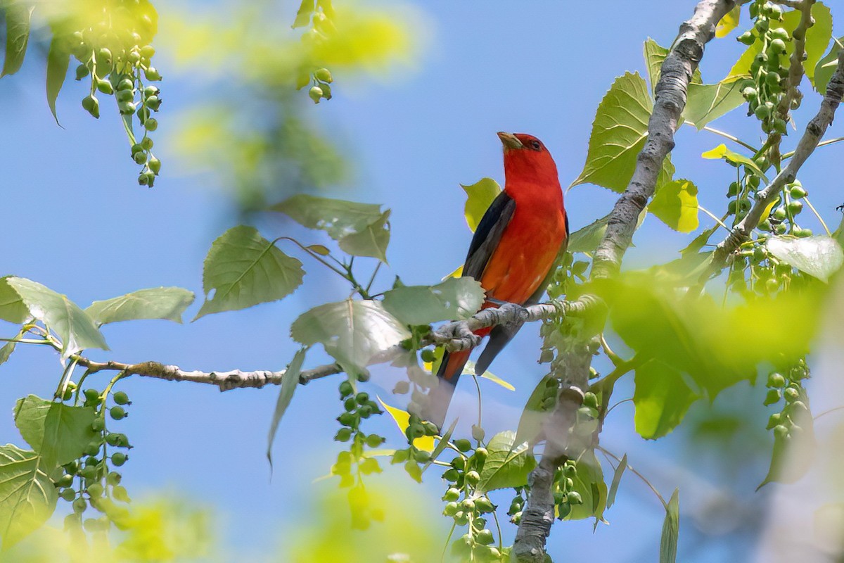 アカフウキンチョウ - ML570464071