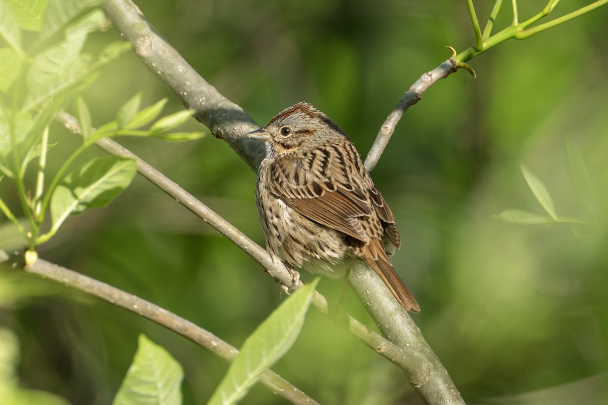 Lincoln's Sparrow - ML570464221