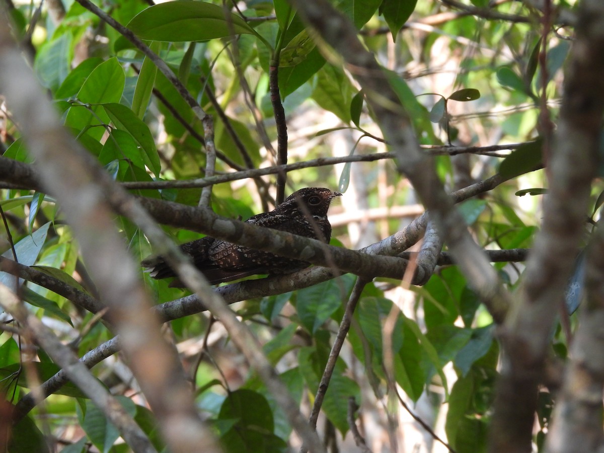 Blackish Nightjar - Yanira Cifuentes Sarmiento