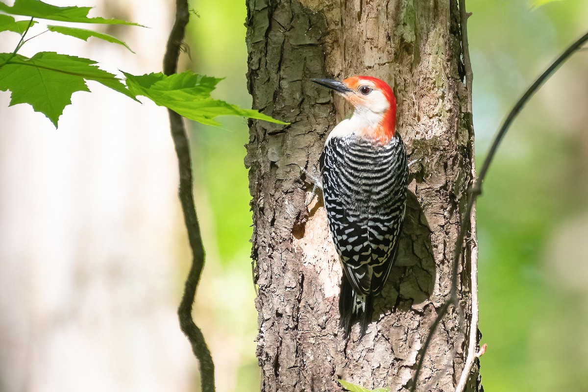 Red-bellied Woodpecker - ML570464411