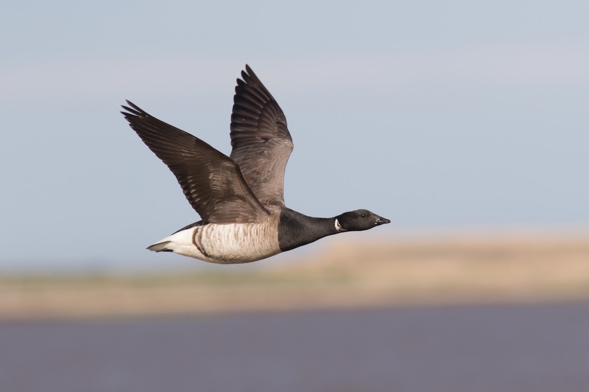 Brant (Atlantic) - ML57046641
