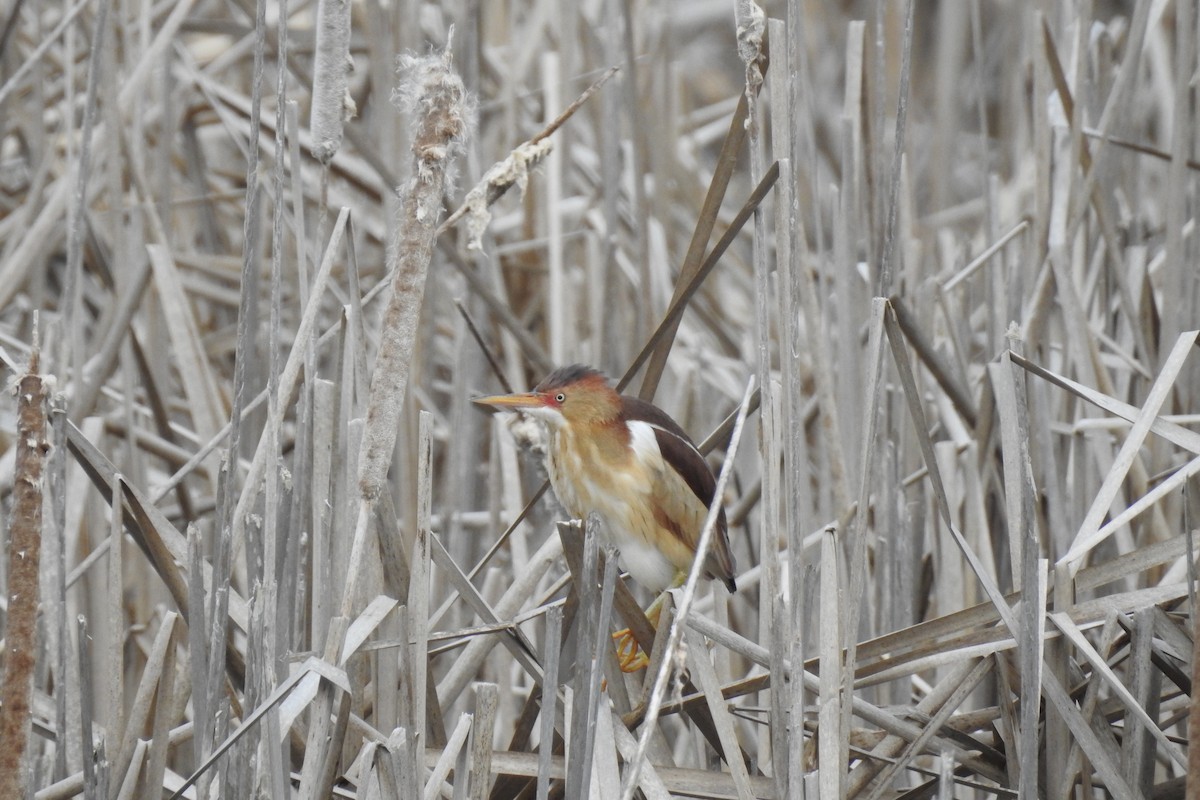 Least Bittern - ML570467071