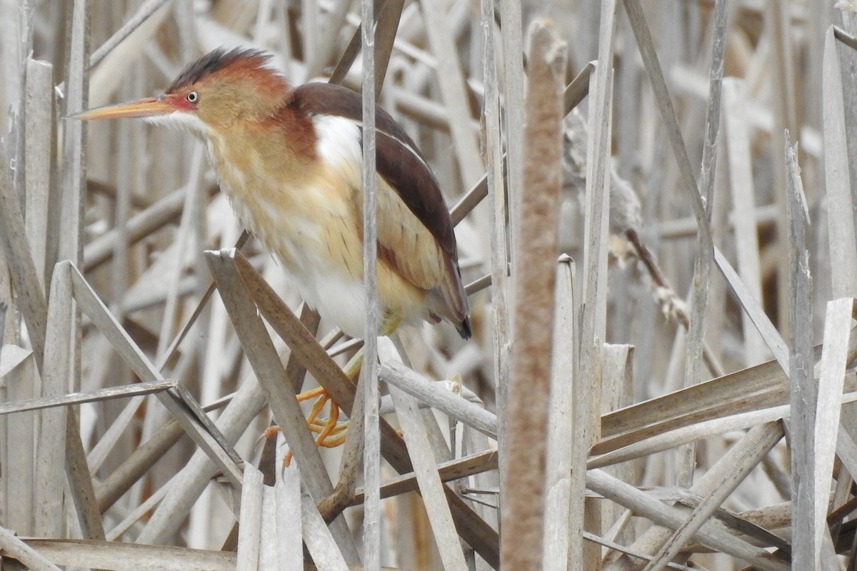 Least Bittern - ML570467091