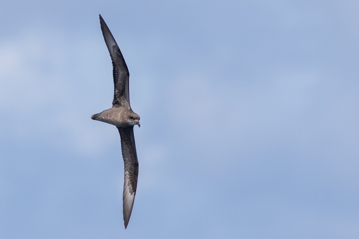 Murphy's Petrel - ML570467451