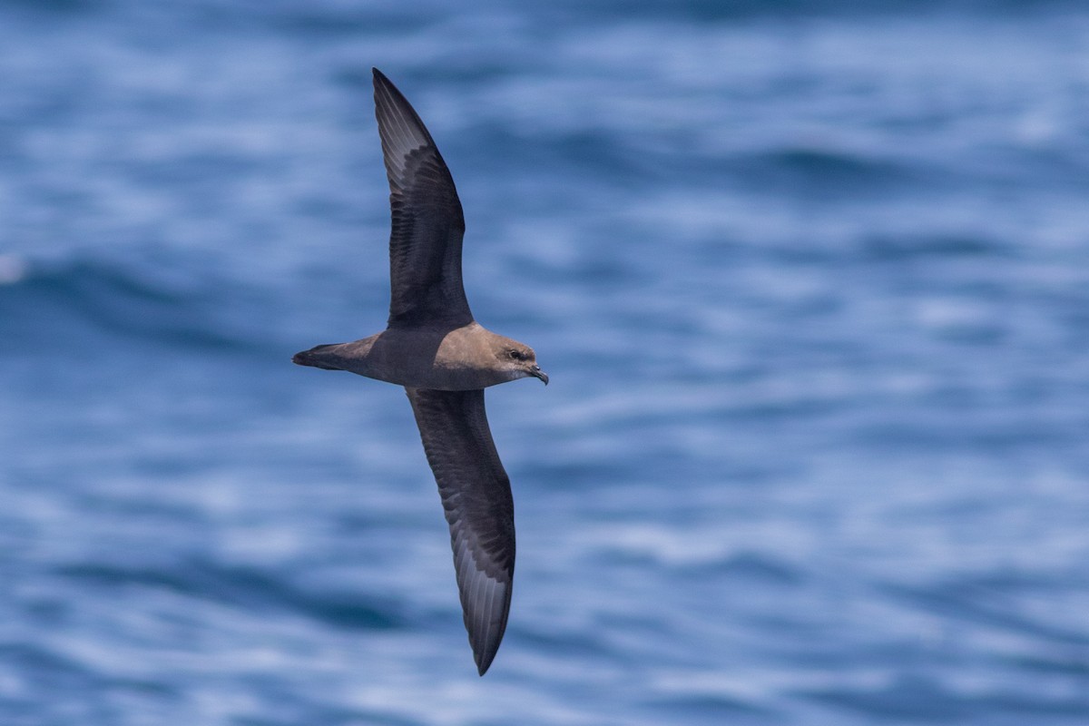 Murphy's Petrel - ML570467471