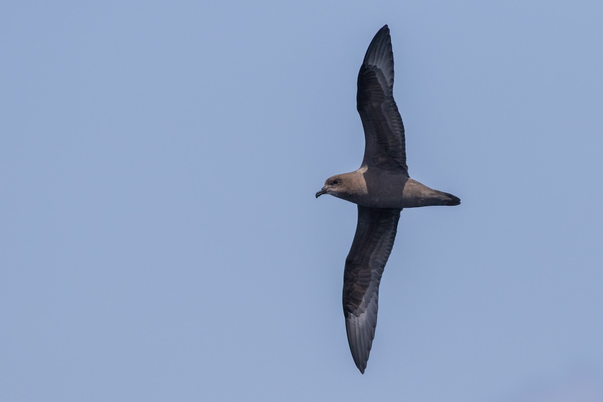 Murphy's Petrel - ML570467501