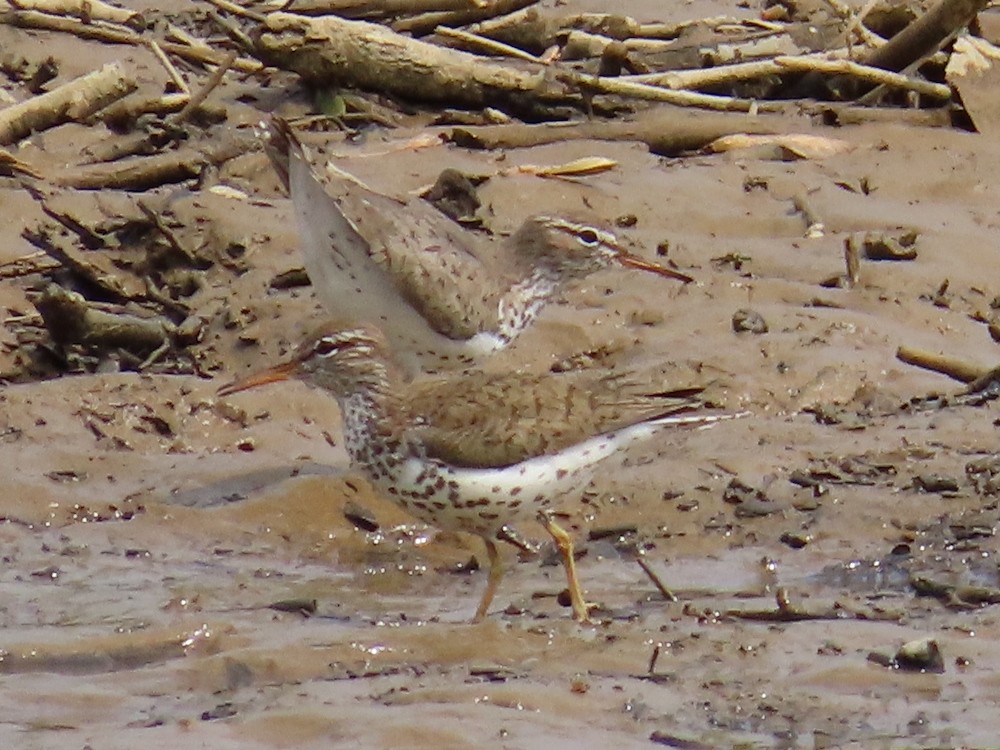 Spotted Sandpiper - Theo Rickert