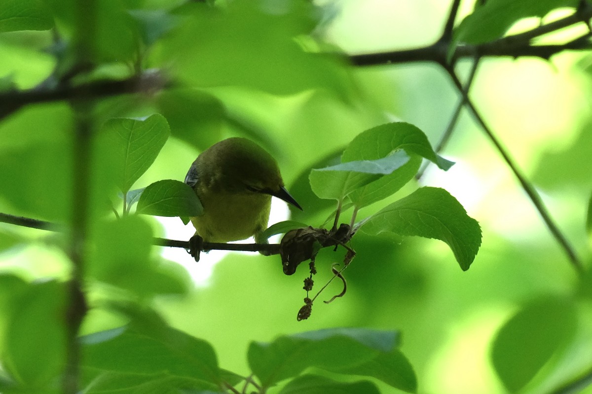 Blue-winged Warbler - ML570469181