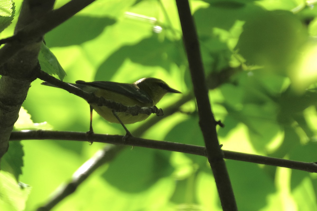 Blauflügel-Waldsänger - ML570469191