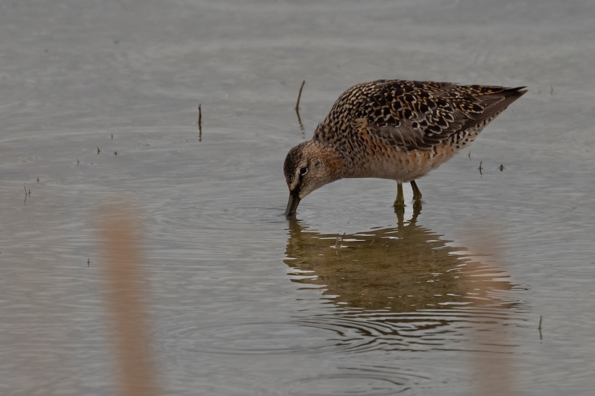 Long-billed Dowitcher - ML570469241