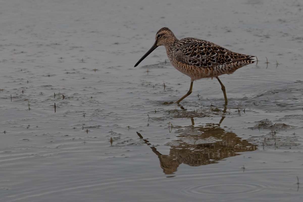 Long-billed Dowitcher - ML570469251