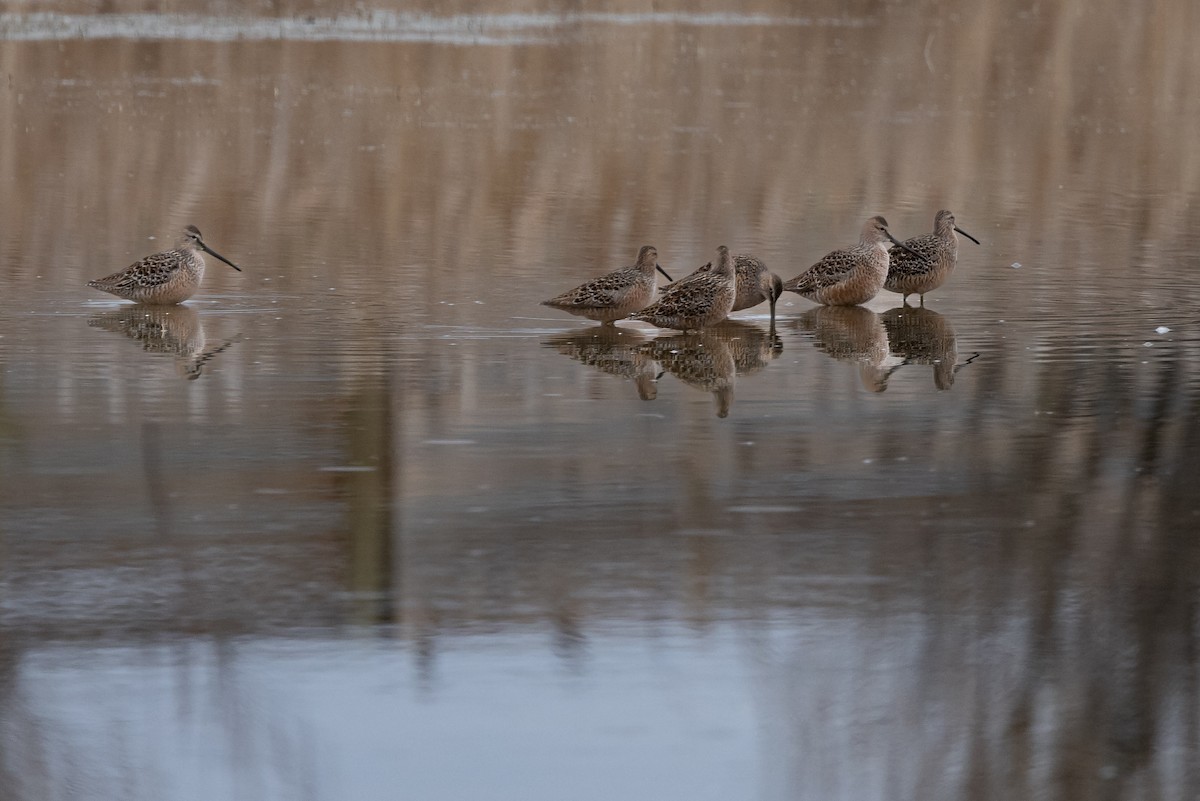 Long-billed Dowitcher - ML570469261