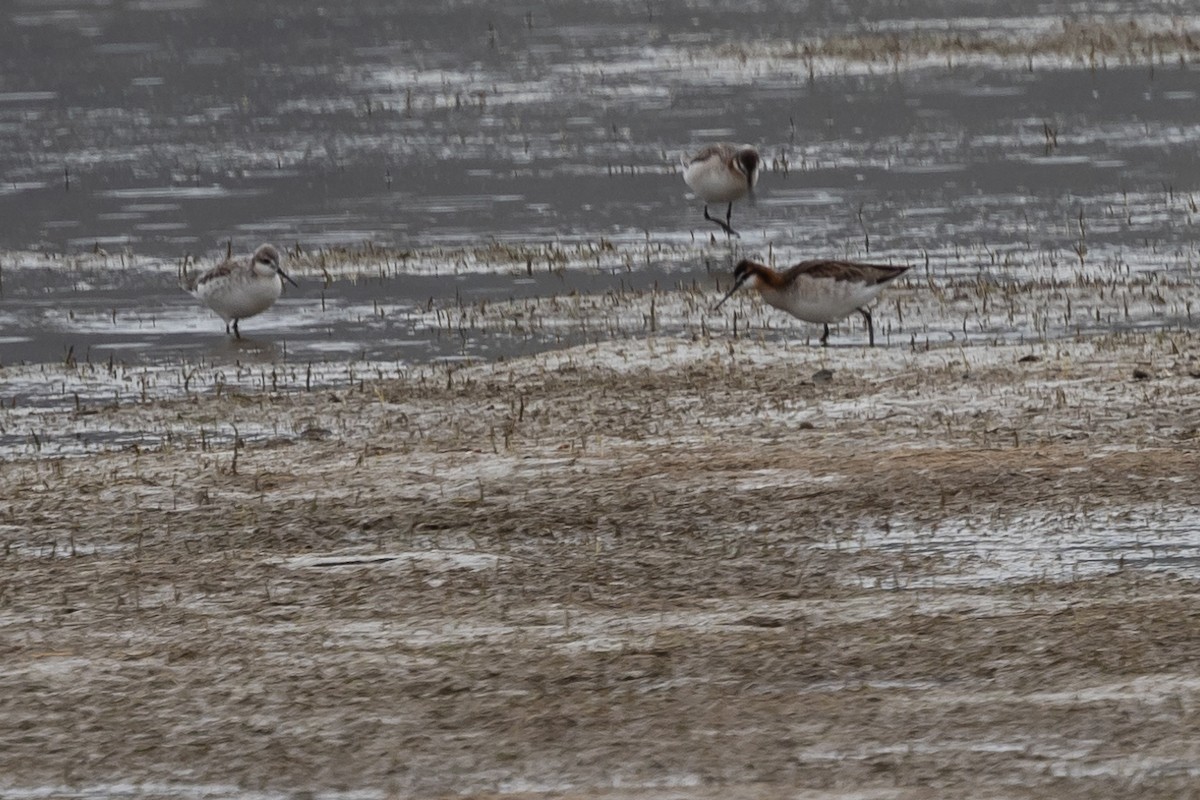 Wilson's Phalarope - ML570469441