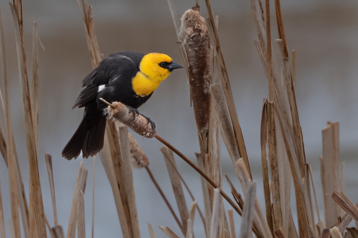 Yellow-headed Blackbird - ML570469531