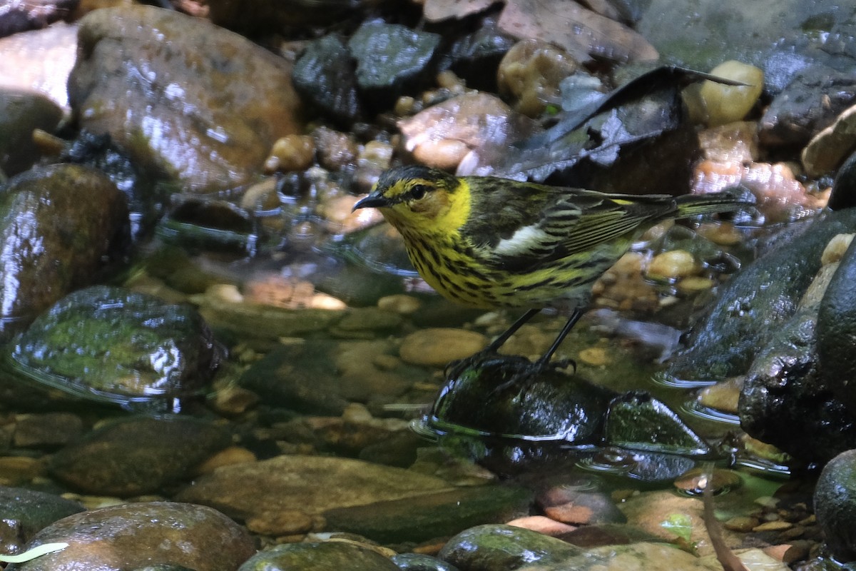 Cape May Warbler - Austin C & Haocong R