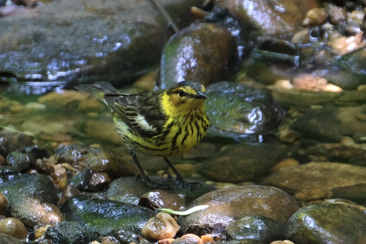 Cape May Warbler - Austin C & Haocong R