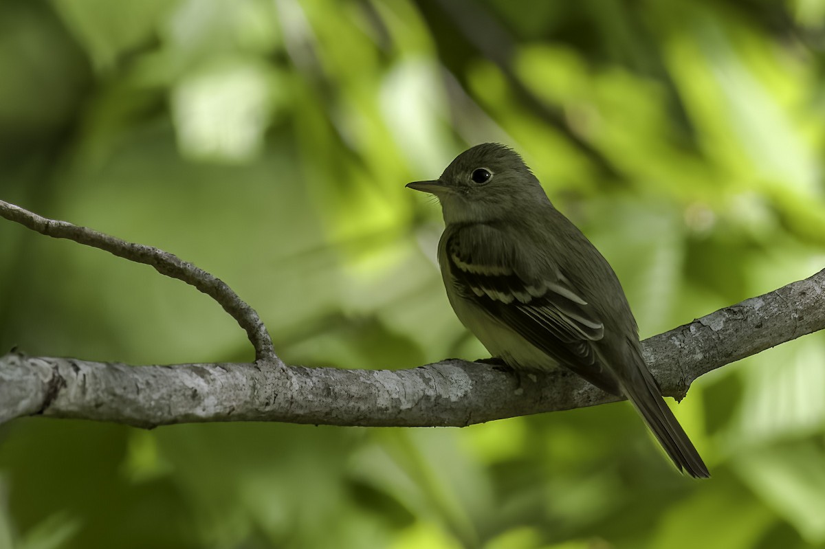 Acadian Flycatcher - Keith Kennedy