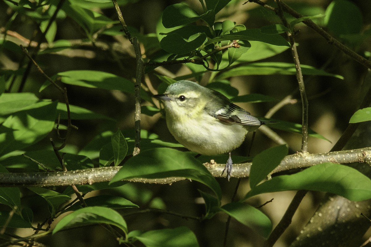 Cerulean Warbler - Keith Kennedy