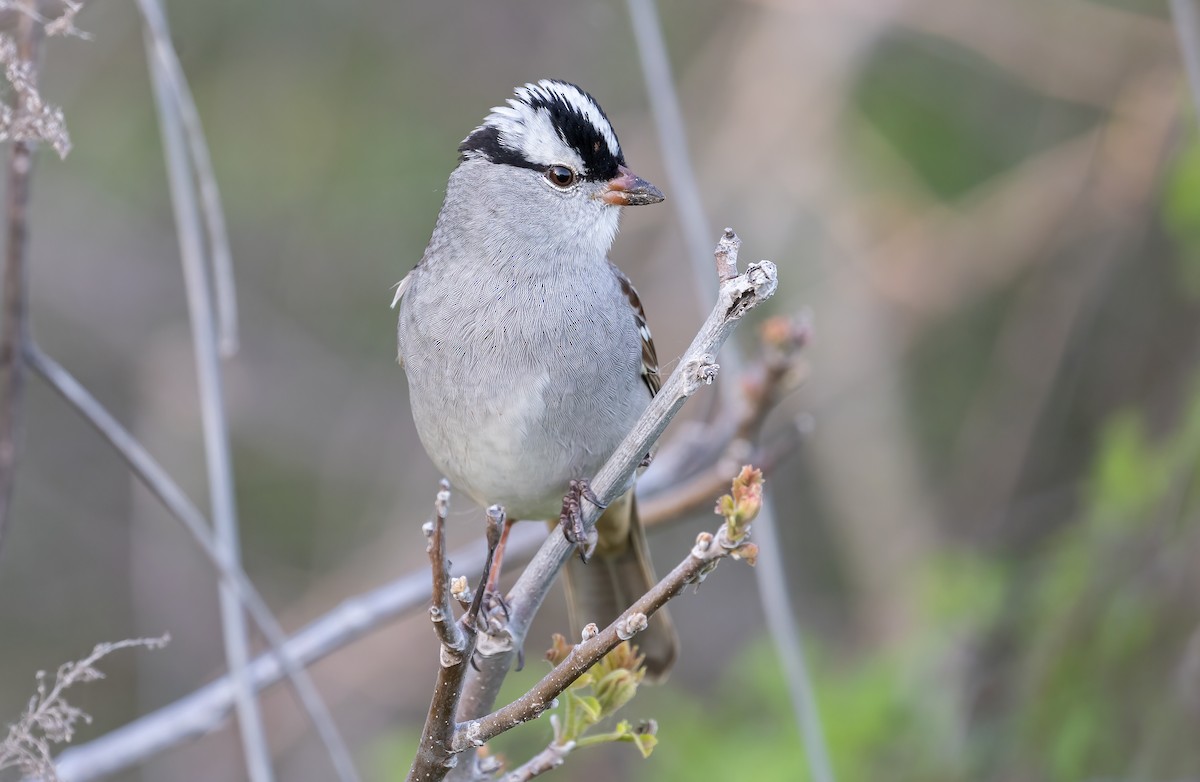 White-crowned Sparrow - ML570471651