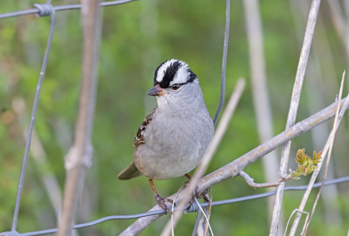 White-crowned Sparrow - ML570471671