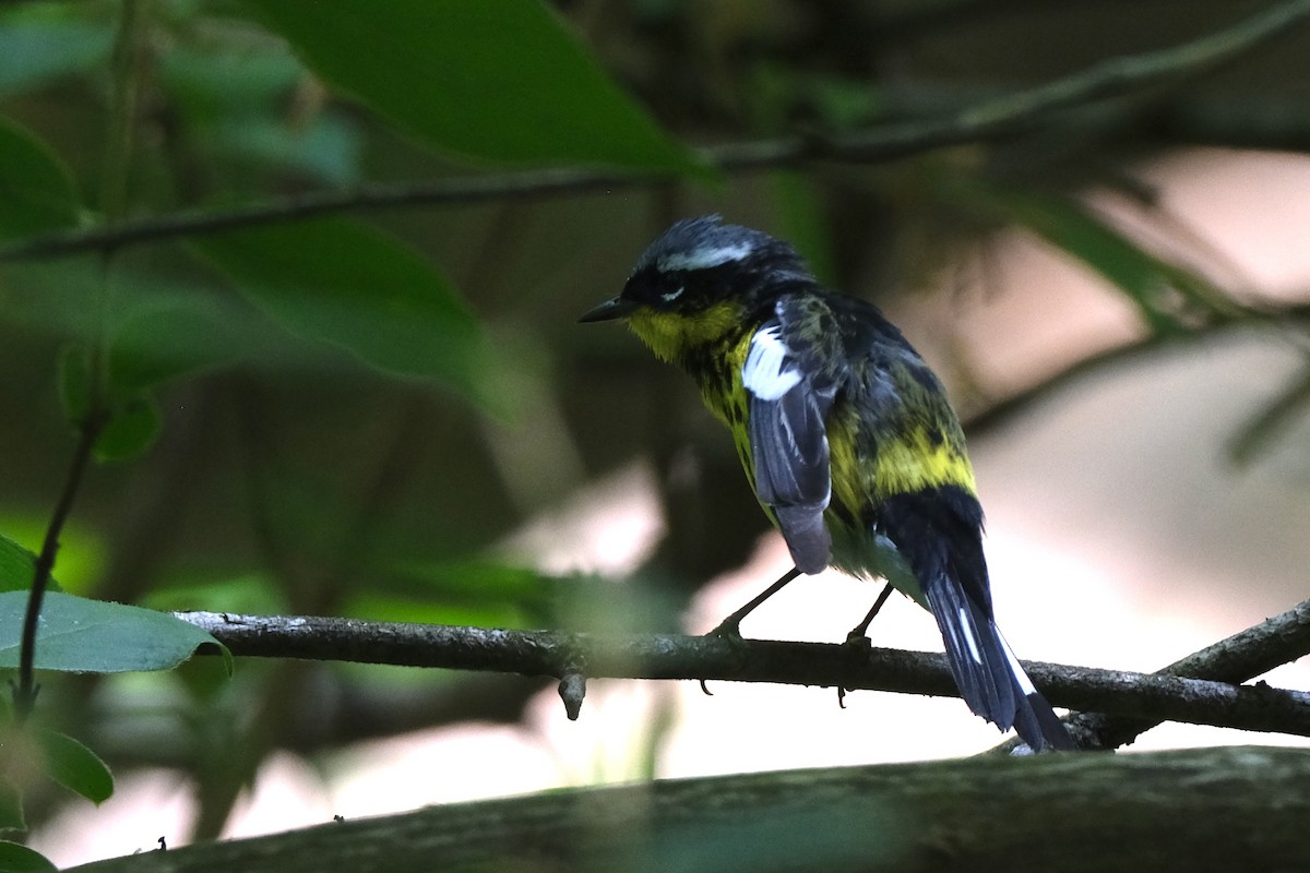 Magnolia Warbler - Austin C & Haocong R