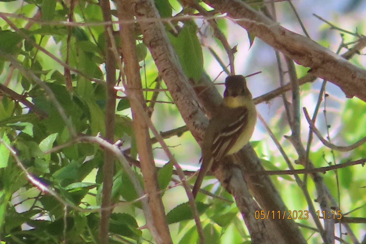 Western Flycatcher (Pacific-slope) - Mark Holmgren