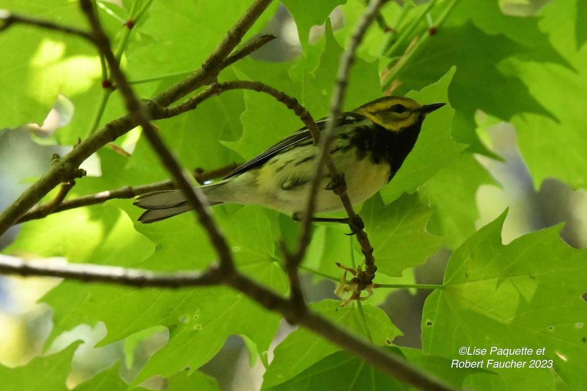 Black-throated Green Warbler - ML570474071