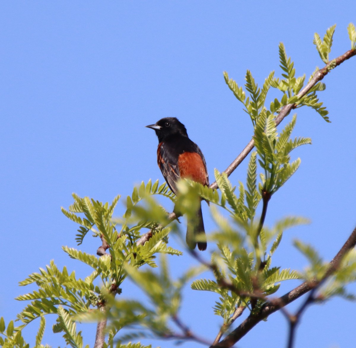 Orchard Oriole - David Lehner