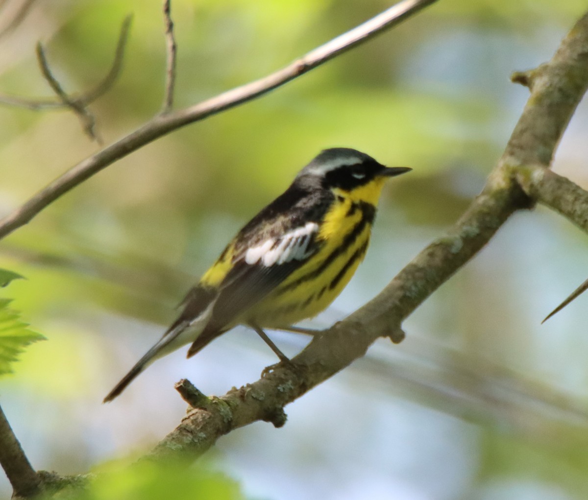 Magnolia Warbler - David Lehner