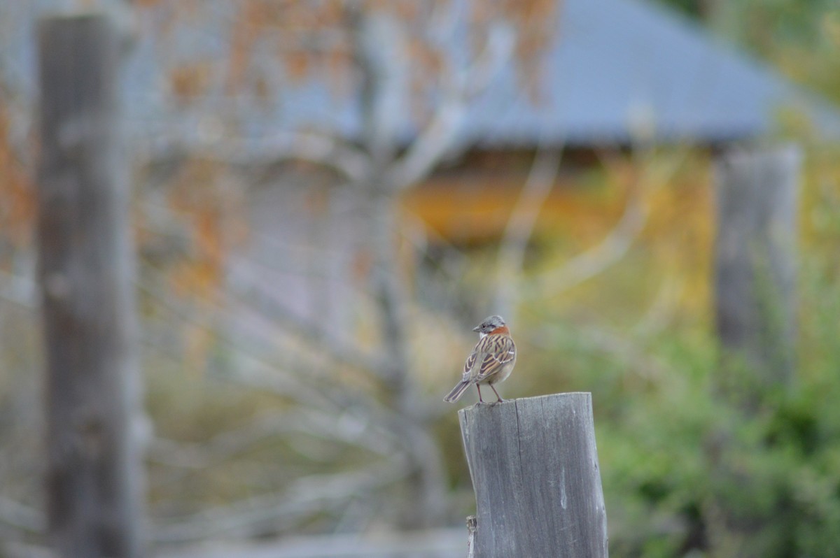 Rufous-collared Sparrow - ML57047471