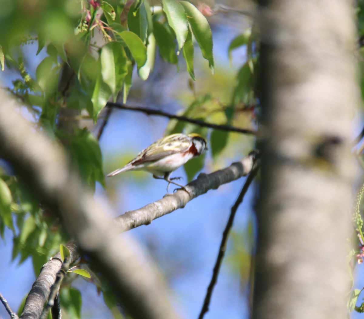 Chestnut-sided Warbler - David Lehner