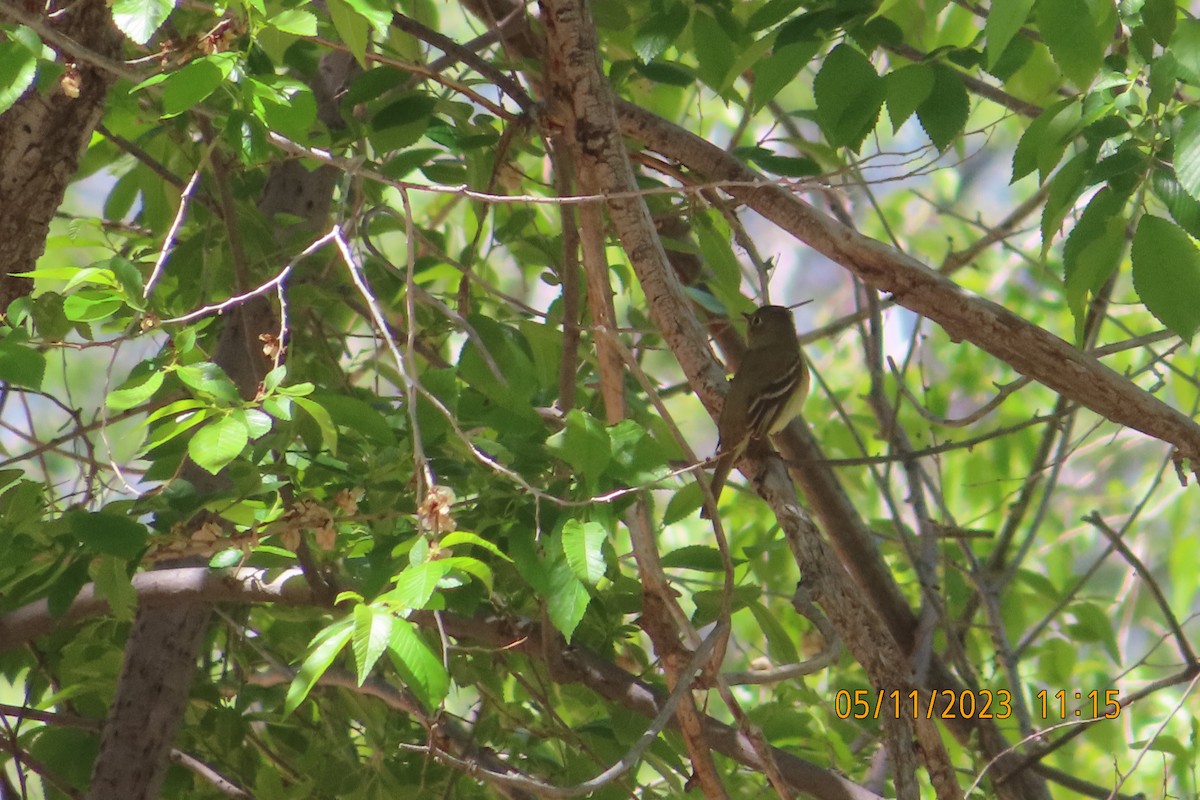 Western Flycatcher (Pacific-slope) - Mark Holmgren