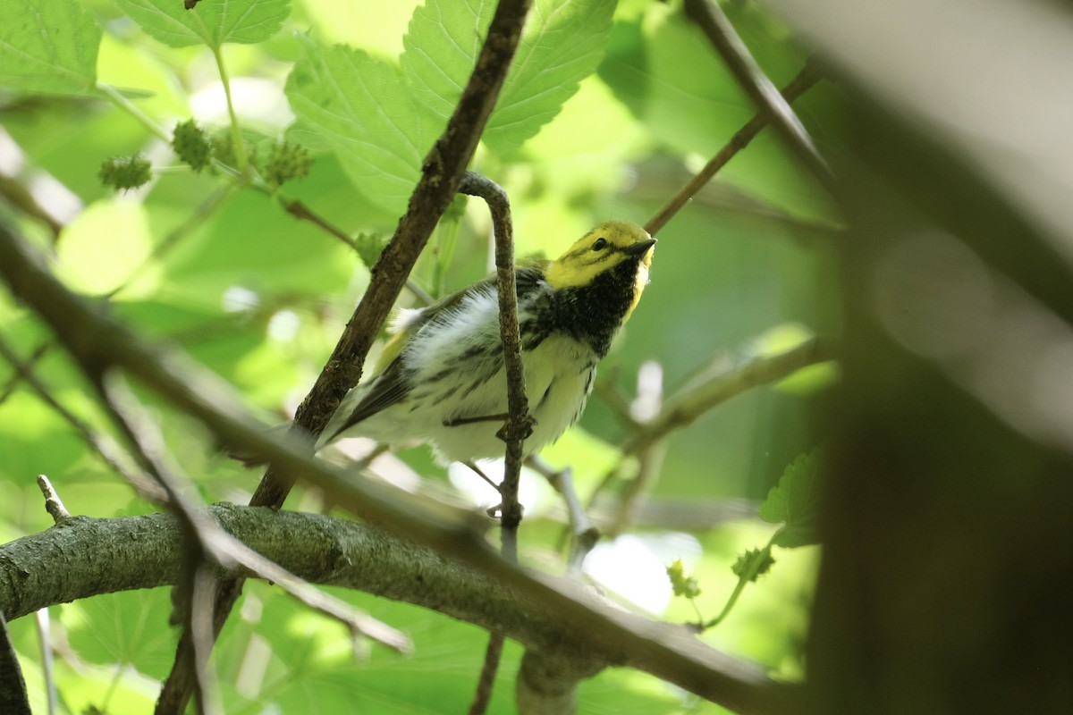 Black-throated Green Warbler - ML570475981