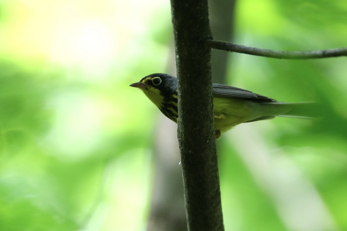 Canada Warbler - ML570476231