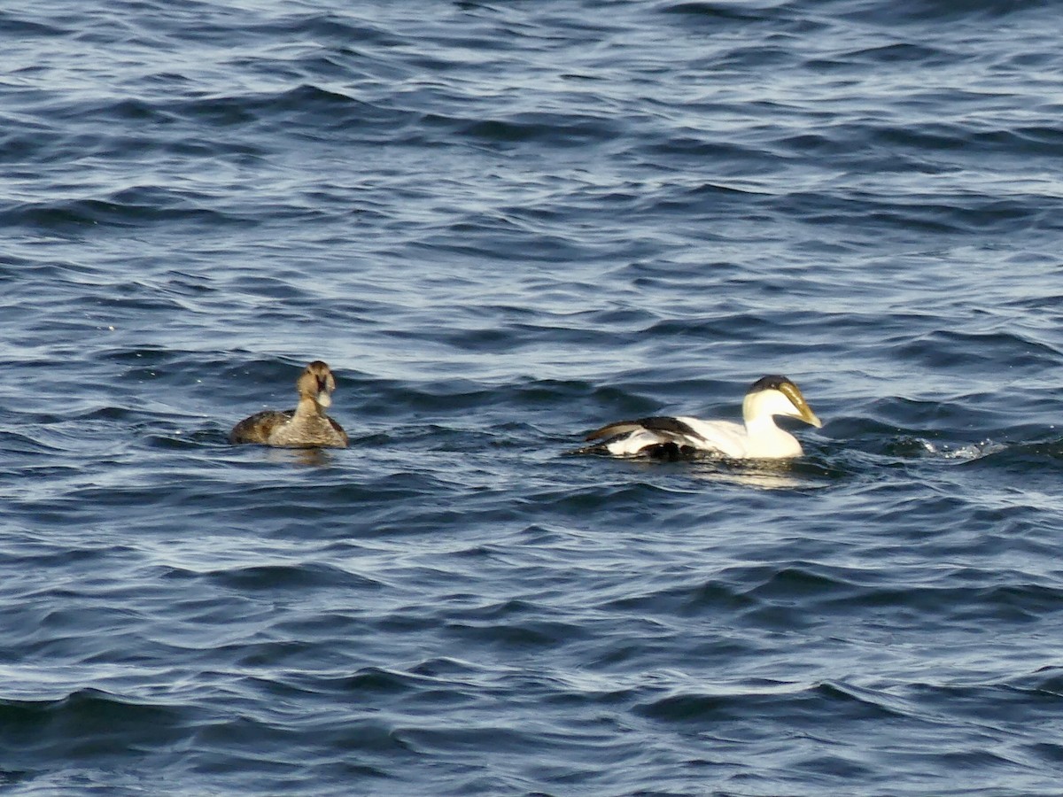 Common Eider - ML570476921