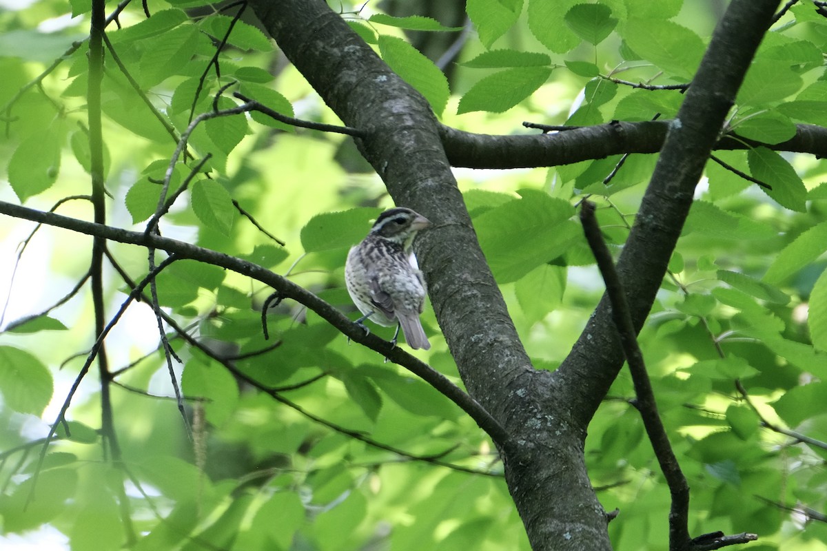 Rose-breasted Grosbeak - Austin C & Haocong R