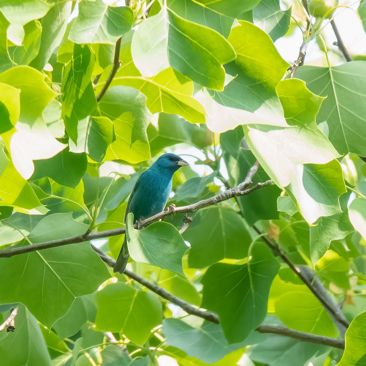 Indigo Bunting - ML570477111