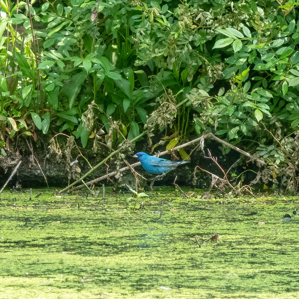 Indigo Bunting - ML570477121