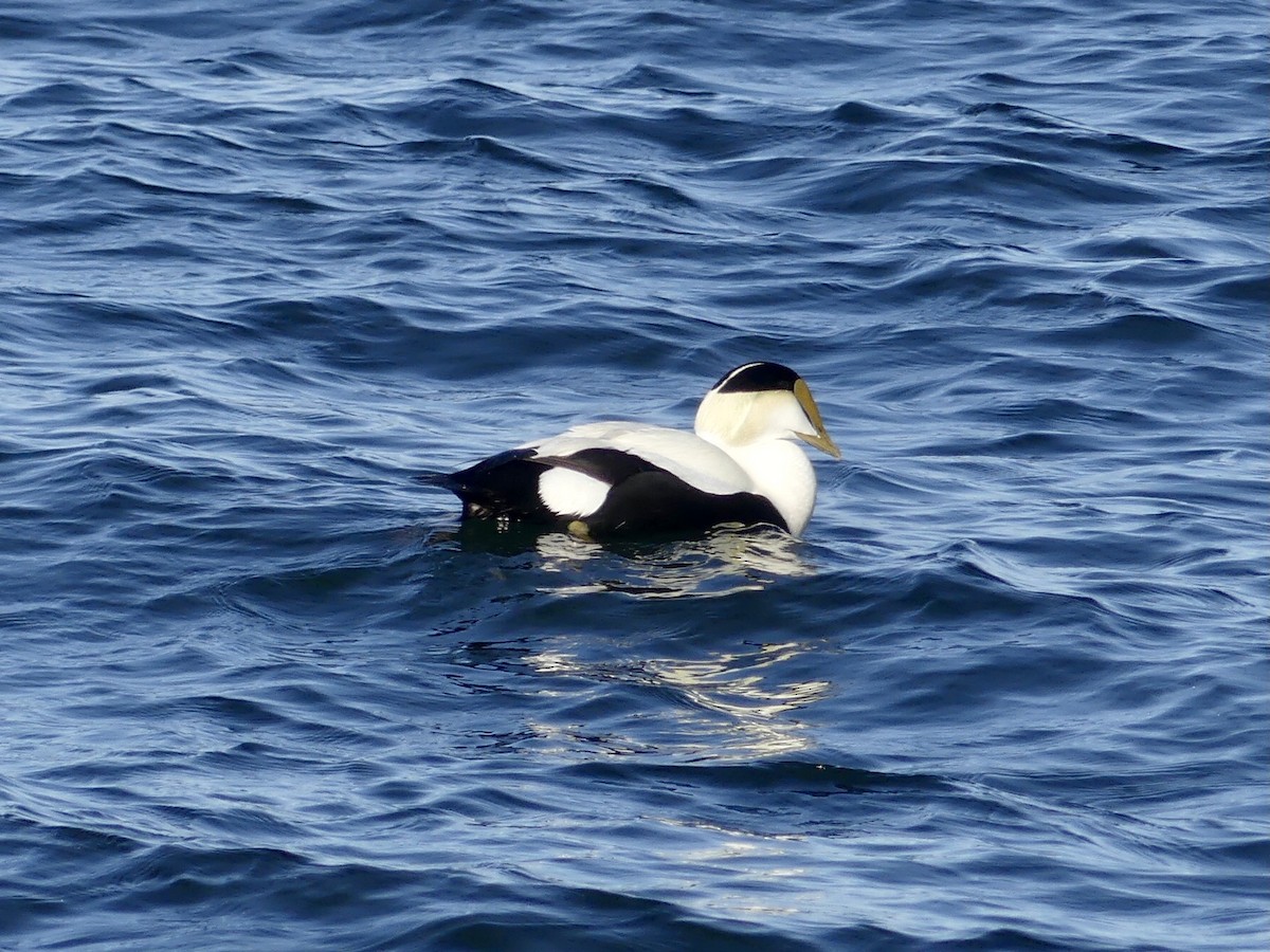 Common Eider - ML570477481