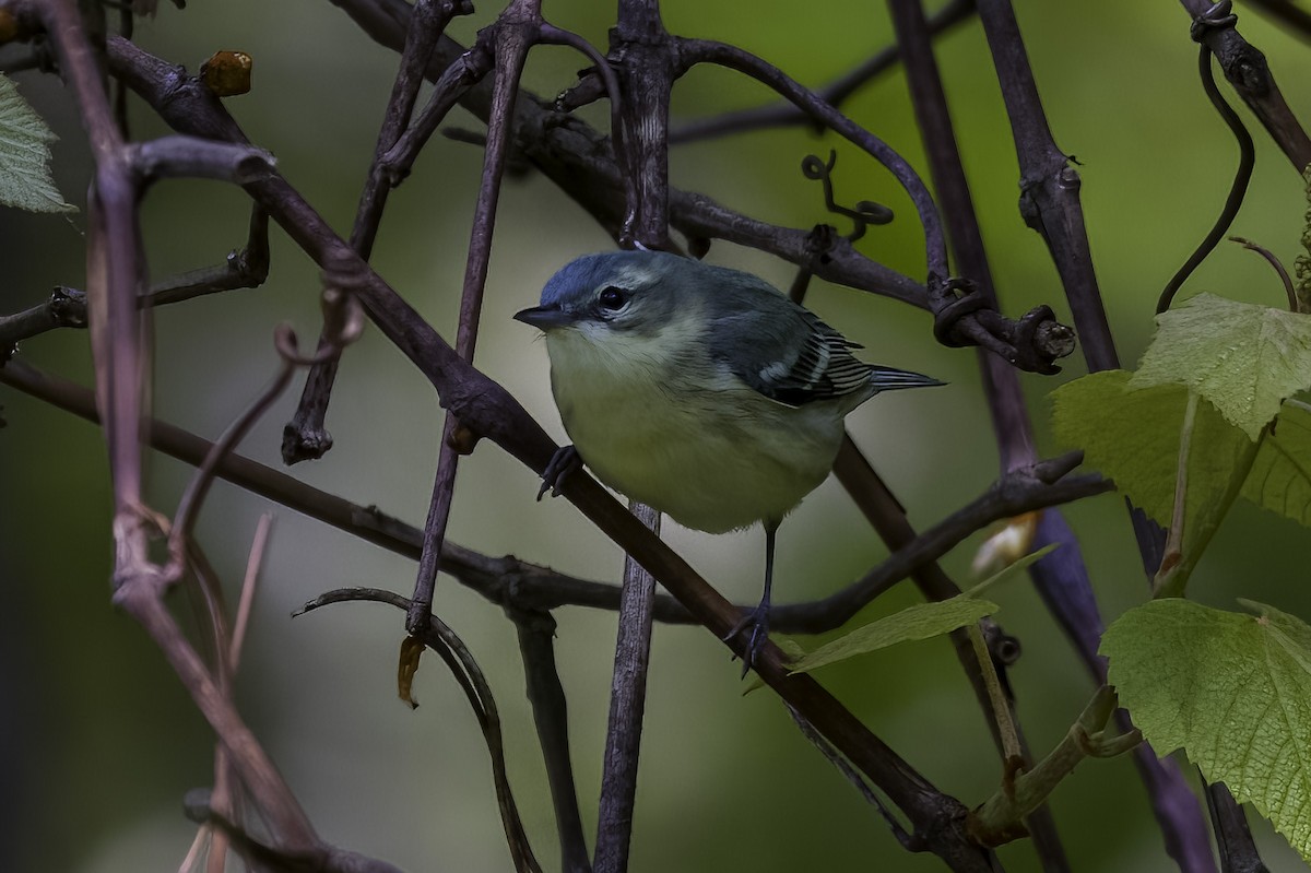 Cerulean Warbler - Keith Kennedy