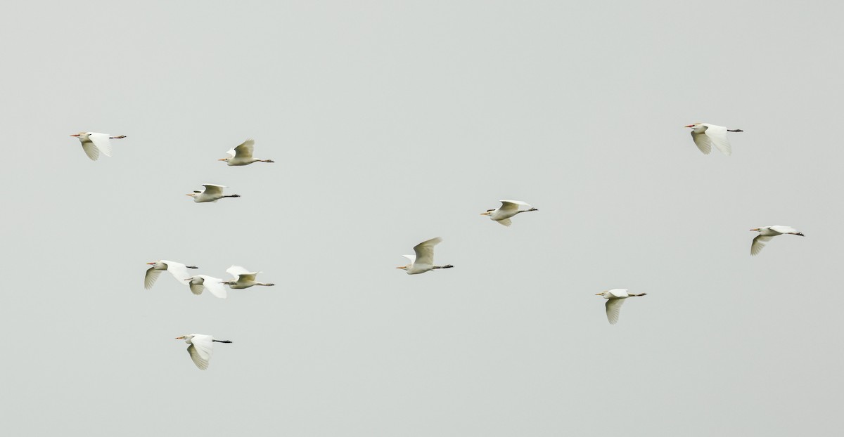 volavka bílá (ssp. egretta) - ML570479121