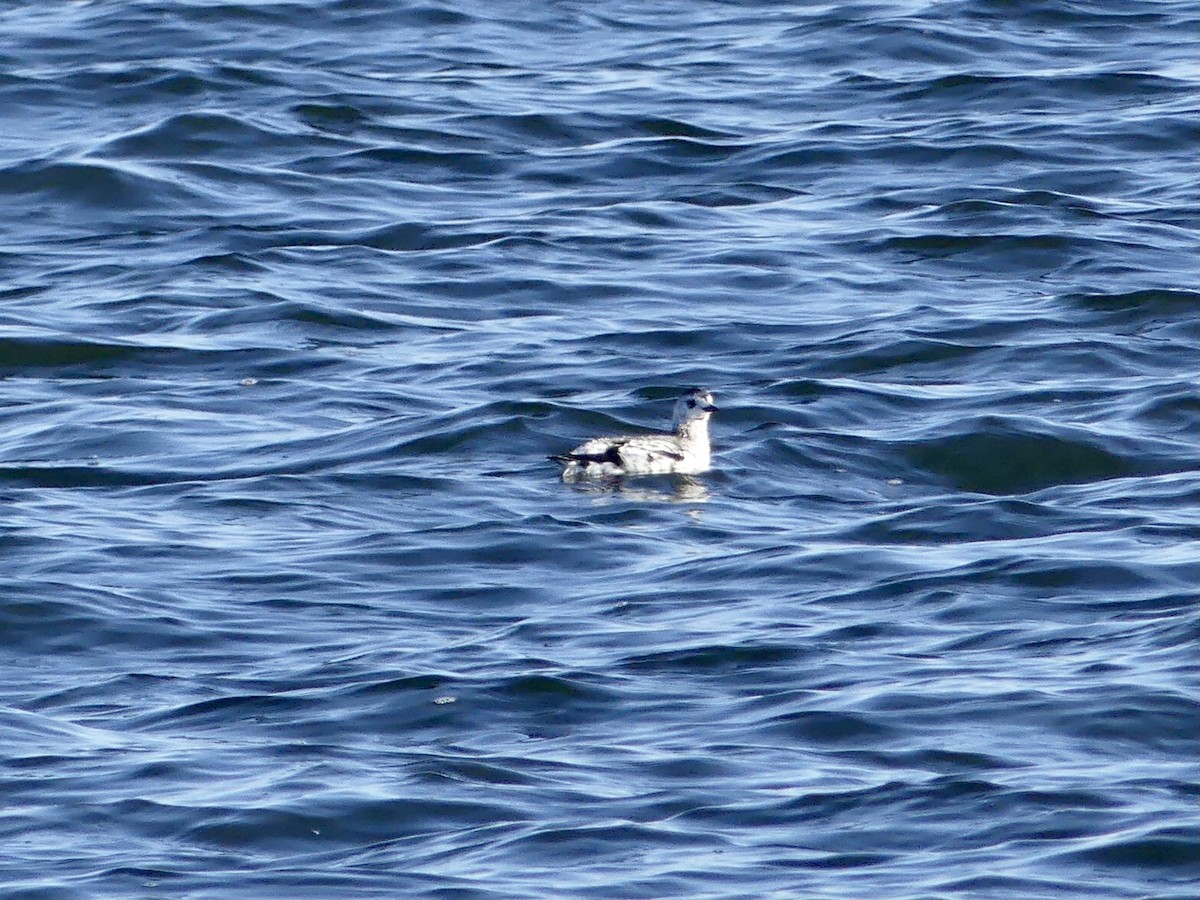 Black Guillemot - ML570479191