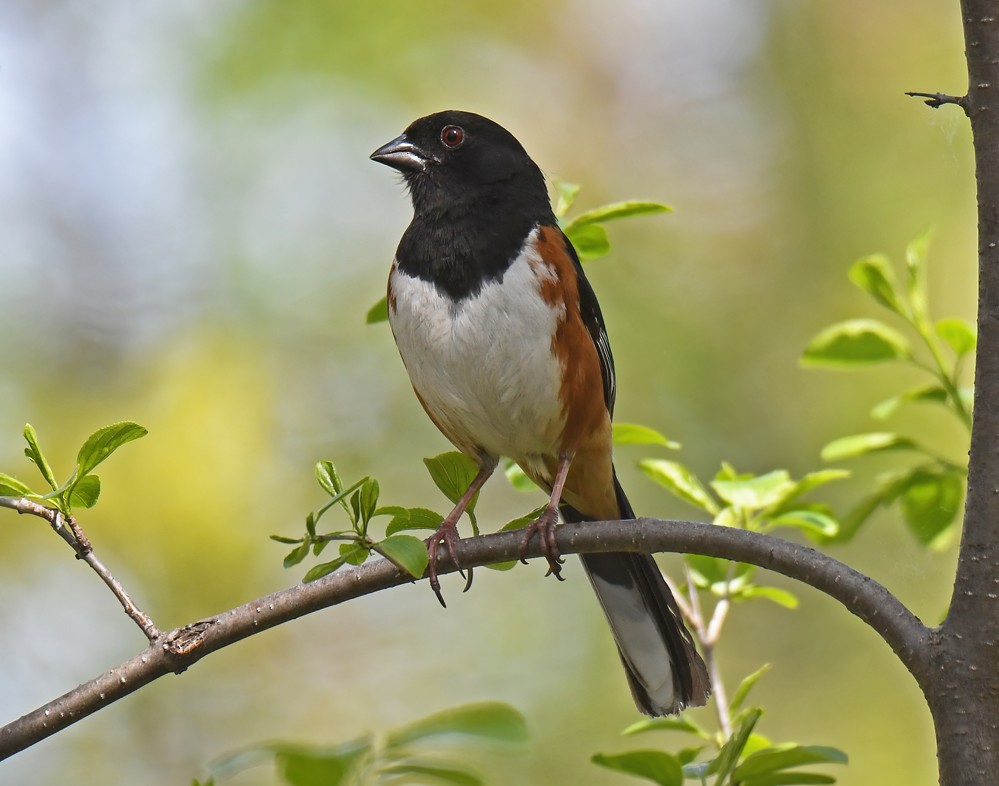 Eastern Towhee - Dick Horsey