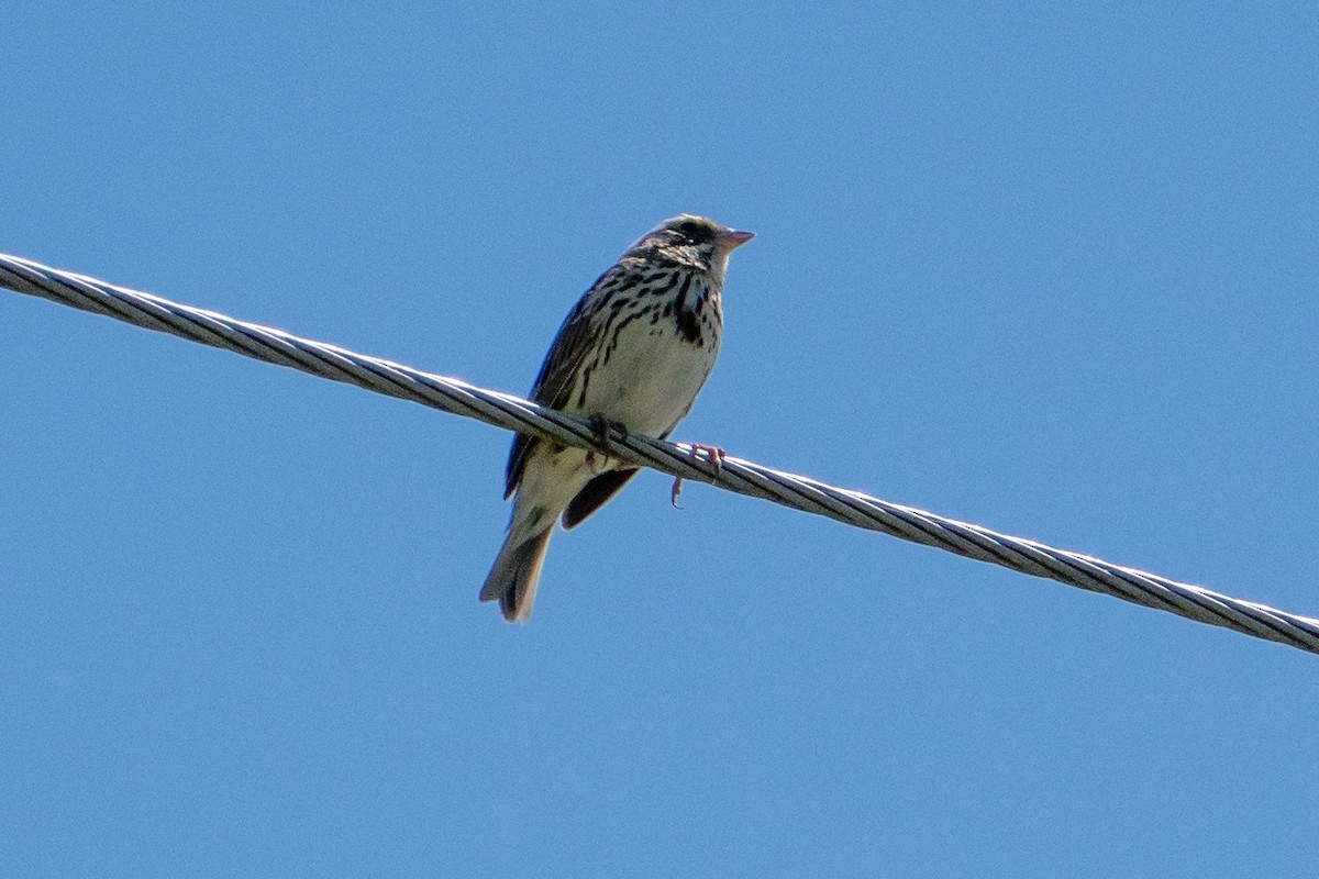 Savannah Sparrow - ML570479371